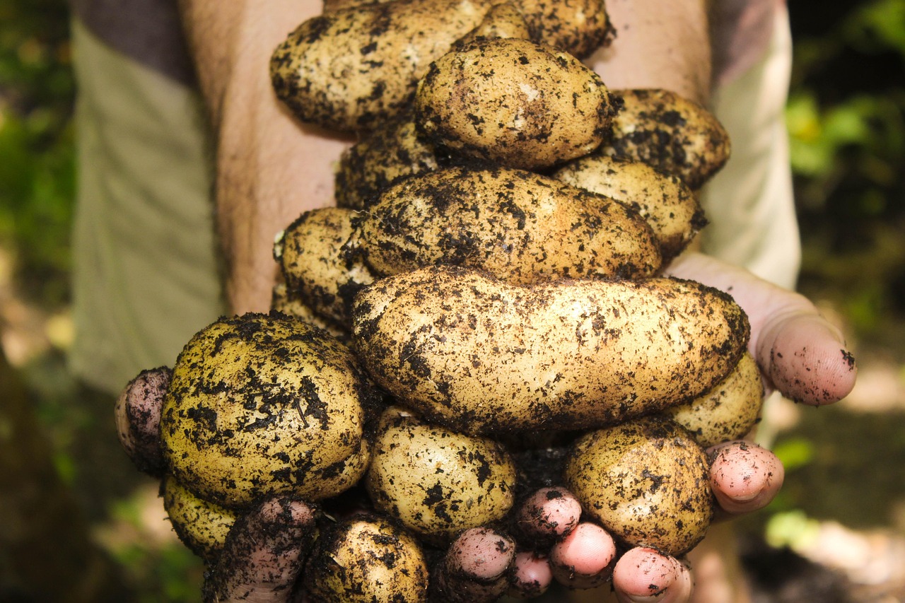entdecken sie die freude am gärtnern! tipps und tricks für erfolgreiches pflanzen, anlegen und pflegen ihres gartens. ideal für anfänger und erfahrene gärtner.