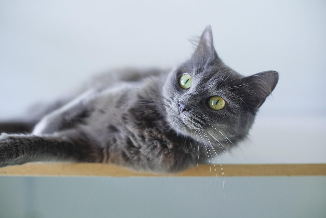 entdecken sie die besten tipps zur pflege und erziehung ihrer haustiere. von hunden über katzen bis hin zu exotischen tieren - alles, was sie für ein glückliches und gesundes leben mit ihren haustieren wissen müssen.