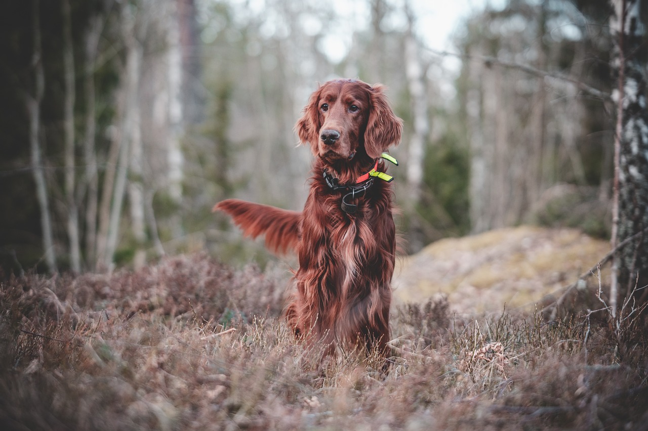 Hundeausbildung: Tipps für effektives Training