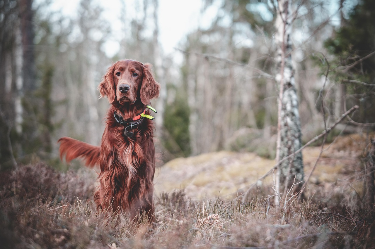 Effektive Methoden für das Hundetraining