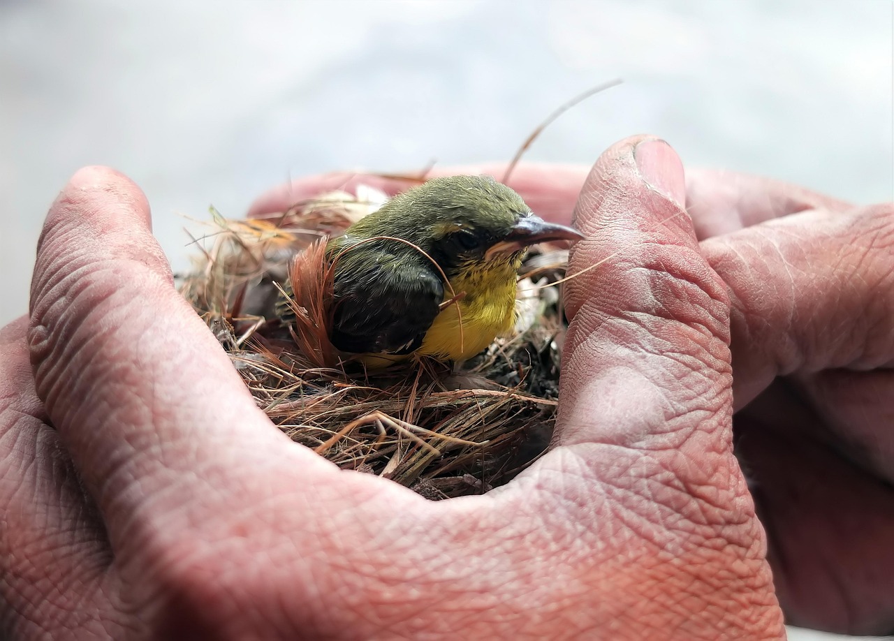 Rettungstiere: Wie Tiere Leben Retten