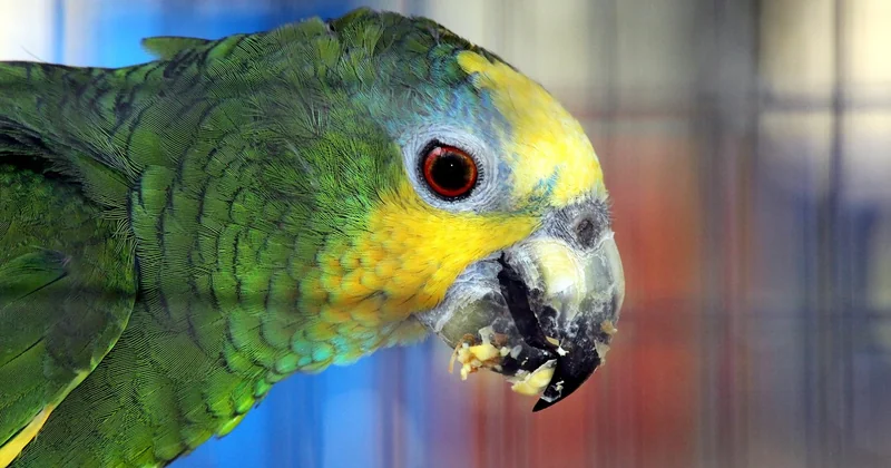 Die Besonderheiten des Amazonas